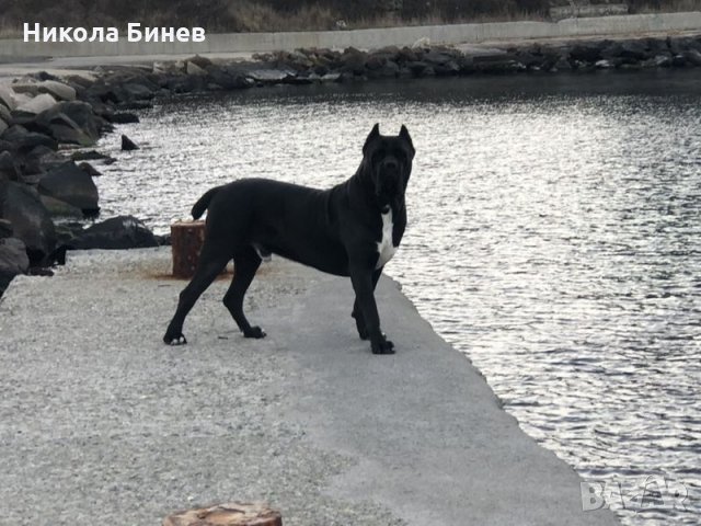 (РАЗПЛОД ) Родословно кане корсо мъжко от развъдник в Сърбия , снимка 3 - Търси партньор - 31502636