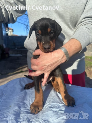 Доберманчета с родословни родители !, снимка 4 - Доберман - 52840452