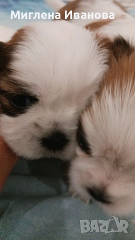 Ши тцу, снимка 12 - Ши Тцу - 52447041