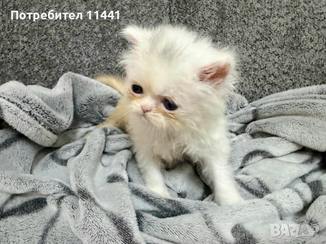 Персийско коте- женско, снимка 3 - Персийска - 52630179