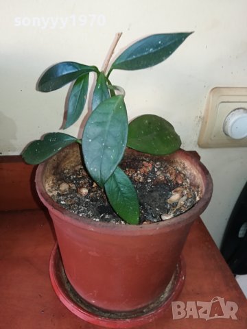 ЦВЕТЕ В САКСИЯ-ДЪРВОТО НА ПАРИТЕ 1802241018, снимка 7 - Стайни растения - 44349238