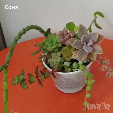 Сукуленти микс, вкоренени, снимка 5 - Стайни растения - 54008965
