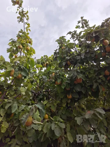 Дюли домашни хубави, снимка 2 - Домашни продукти - 56437138