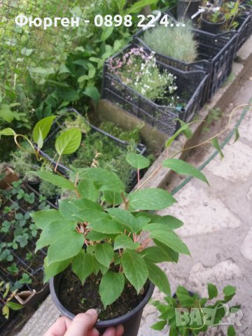 Киви Actinidia arguta Issai - МИНИ КИВИ – малко познато и много вкусно!, снимка 5 - Разсади - 38164416
