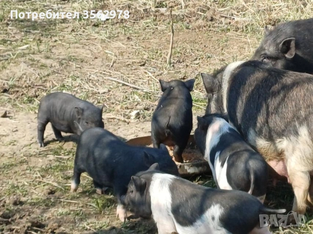 малки Виетнамски прасенца , снимка 2 - Други животни - 53970589
