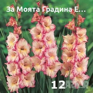 Гладиоли , снимка 12 - Градински цветя и растения - 49762560