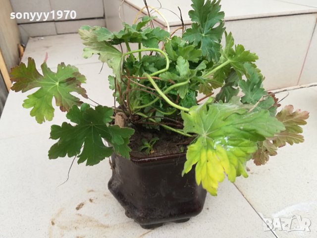 здравец в саксия с почва 2702241606