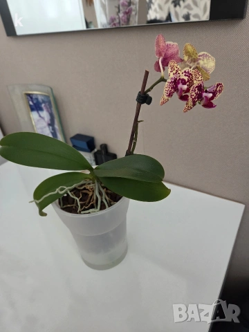 phalaenopsis в самополивна саксия , снимка 2 - Стайни растения - 53898611