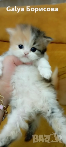 Британски биколори , снимка 5 - Британска късокосместа - 54162093