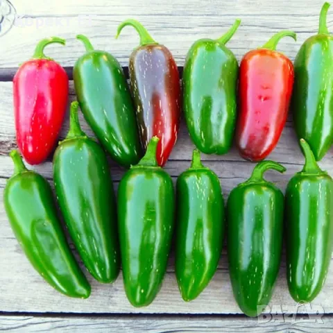 Чушка и семе от най-лютите сорт чушки в СВЕТА! Каролина Рийпър, Червено Хабанеро, Халапеньо , снимка 10 - Разсади - 49863001