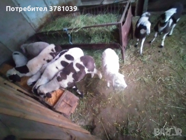 Продавам агнета 