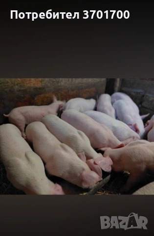 Продавам Малки Прасенца 25кг +