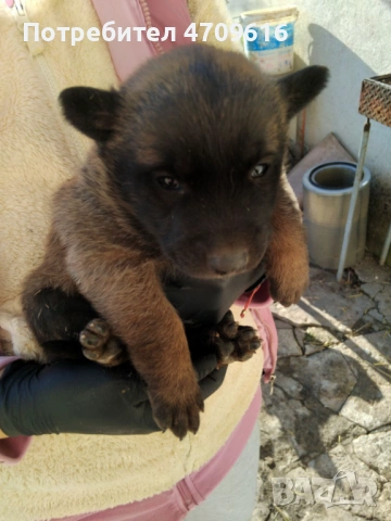 Белгийски овчарки, снимка 4 - Белгийска овчарка - 53106524