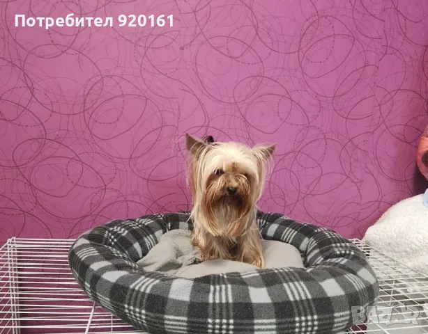 Мини Йорки за разплод, снимка 5 - Йоркширски териер - 49604839