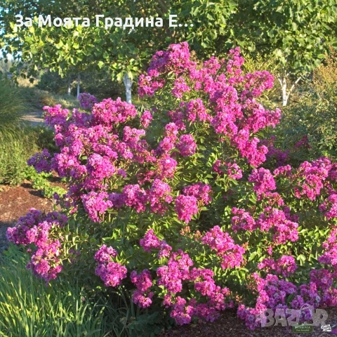 Индийски люляк - Лагерстремия , снимка 5 - Градински цветя и растения - 54032242