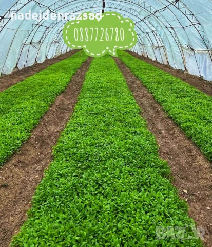 Готов разсад ранни домати краставици ягоди