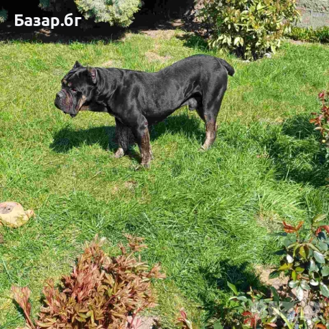 Кане Корсо за разплод 