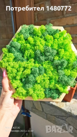 Пано шестоъгълник със скандинавски мъх 