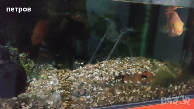 аквариум 224л. с шкаф, снимка 2 - Аквариуми - 54070628