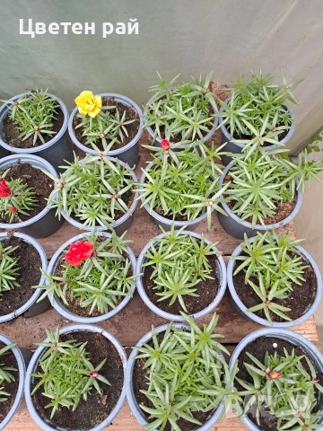 Кичесто калдаръмче , снимка 6 - Градински цветя и растения - 54365045