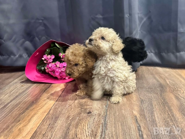 Пудел той , снимка 3 - Пудели - 51150079