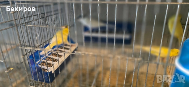 продавам канари , снимка 16 - Канари - 48365197