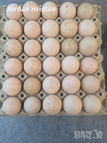 Продавам гъски патици и пуйки , снимка 13 - Патици и гъски - 53964312