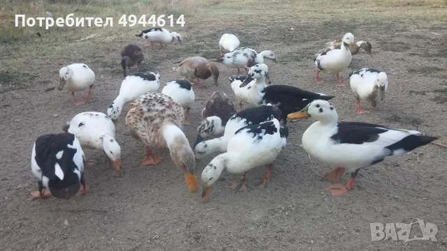 Патици френски Дюклер , снимка 4 - Патици и гъски - 56011557
