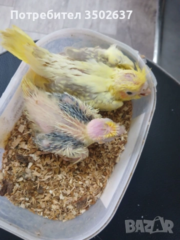 Корела за ръчно дохранване