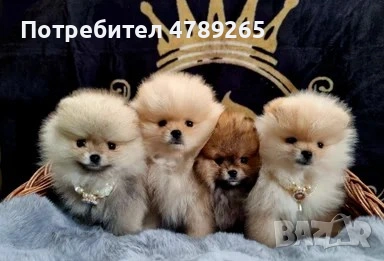 Померан Джудже с Родословие , снимка 5 - Померан - 54125324