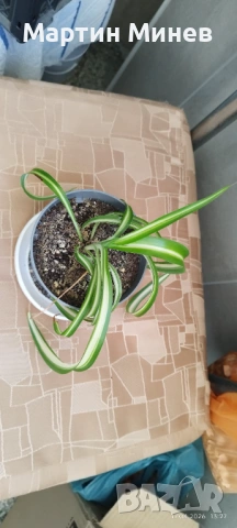 4 цветя за 10 евро, снимка 4 - Стайни растения - 54225694