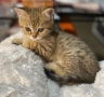 Британски късокосмести котенца, снимка 3