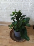 10 стайни растения + отстъпка и подарък, снимка 9