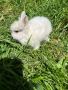 Просавам Декоративни Зайчета , снимка 12