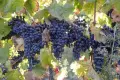 ПРОДАВАМ КАЧЕСТВЕНО ГРОЗДЕ, снимка 2