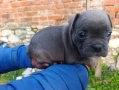 френски булдог синьо , снимка 2
