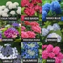 Хортензия за сянка /Hydrangea macrophylla, снимка 1
