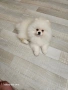 Померан момченце, снимка 2