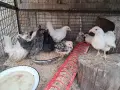 Шабо на различни възраст, снимка 9