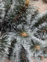 Изкуствена елха 100см, снимка 2