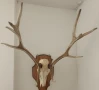 трофей череп с рога, снимка 4