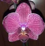 Орхидея фаленопсис Kimono, снимка 1