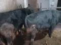 свободни телета , снимка 2