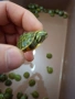 Продава червенакоремни водни костенурки , снимка 3