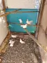 Продавам старазагорски бели гълъби , снимка 4