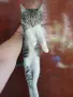 Женски котета търсят дом, снимка 2
