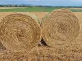 Бали овес със зърното, снимка 6
