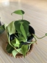 Monstera Aurea, philodendron Florida Beauty, Sodiroi, Cream Splash, Epipremnum Baltic Blue , снимка 9