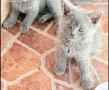 британски сиви късокосмести, снимка 2