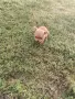 Чистокръвни пинчери !, снимка 3